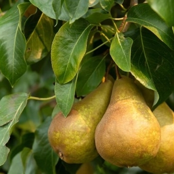 Pyrus communis 'Magness' 