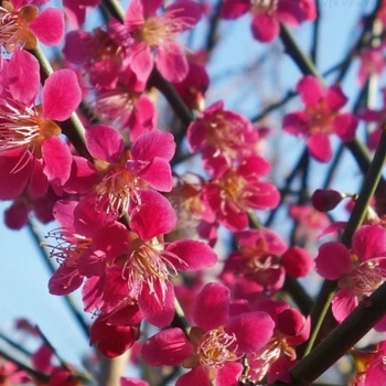 Prunus mume 'Peggy Clarke' 