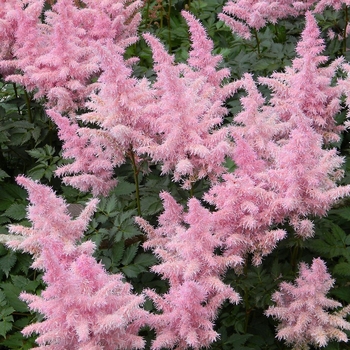 Astilbe 'Fireworks Pink' 