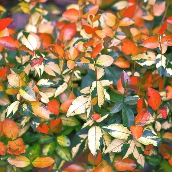 Trachelospermum asiaticum 'Summer Sunset' 