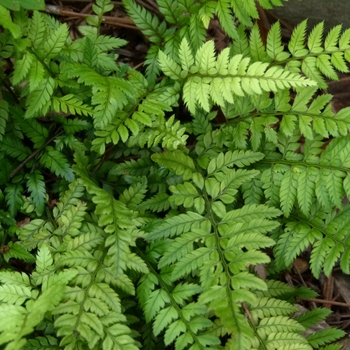 Polystichum tsus-simense