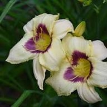 Hemerocallis 'Pandora's Box' 
