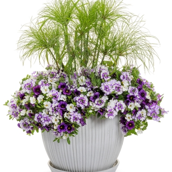 Cyperus prolifer 'Little Prince'