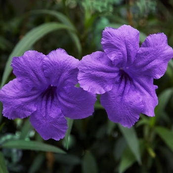 Ruellia brittoniana 'Purple Showers'