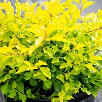 Duranta erecta 'Variegata'