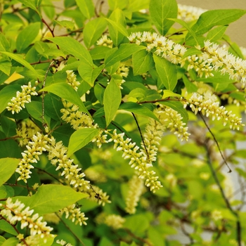 Hydrangea arborescens