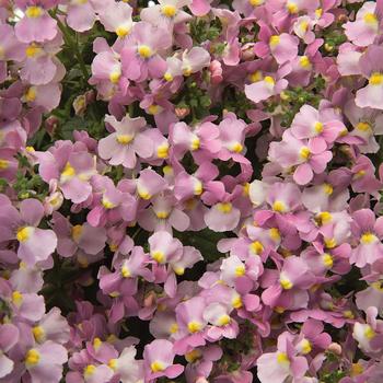 Nemesia fruticans 'INNEMAROPI' PPAF, Can PBRAF