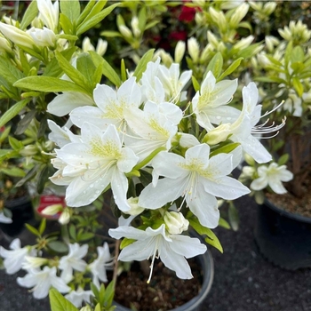 Rhododendron Glenn Dale hybrid 'Cascade'