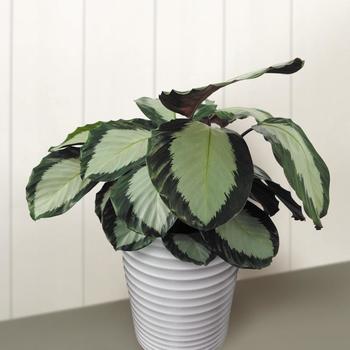 Calathea 'Royal Standard'