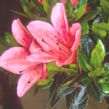 Rhododendron atlanticum 'Marydel' 