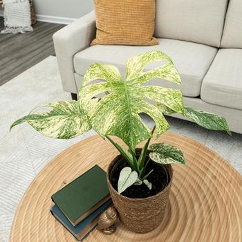 Monstera deliciosa 'Mysteria&reg; Mint' 