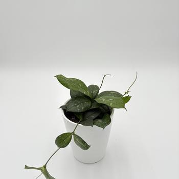 Hoya 'Dappled Forest&trade;' 
