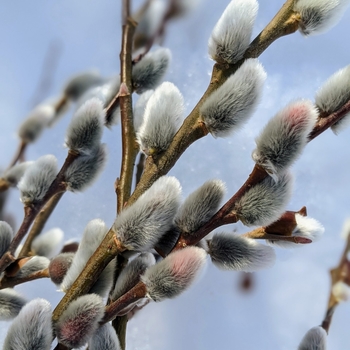 Salix caprea