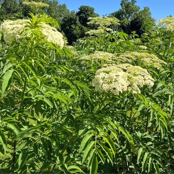 Sambucus canadensis 'Adams' 