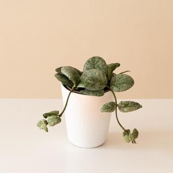 Hoya 'Waymaniae Kapuas' 