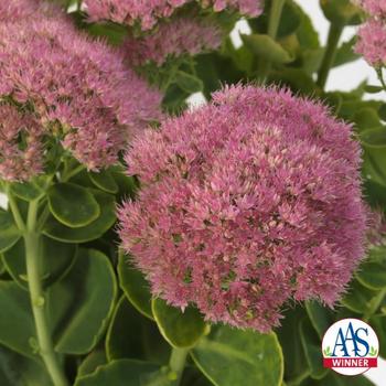 Sedum spectabile 'Spectacular'