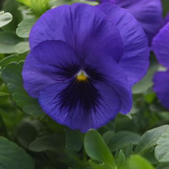 Viola x wittrockiana Top Wave&trade; '' (326233)