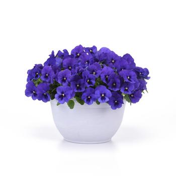Viola x wittrockiana Top Wave&trade; '' (326235)
