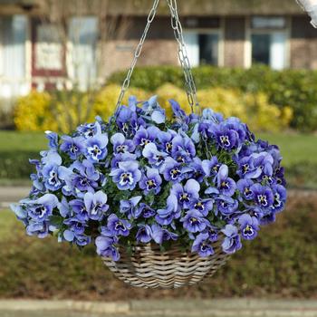 Viola x wittrockiana Top Wave&trade; '' (326236)