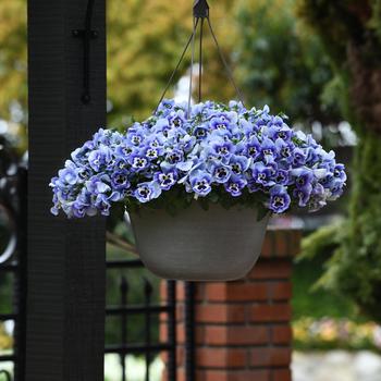 Viola x wittrockiana