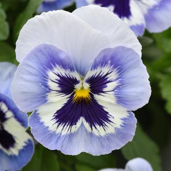 Viola x wittrockiana Top Wave&trade; '' (326238)