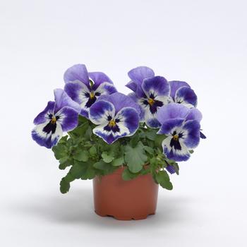 Viola x wittrockiana Top Wave&trade; '' (326239)
