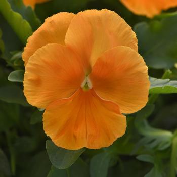 Viola x wittrockiana Top Wave&trade; '' (326240)