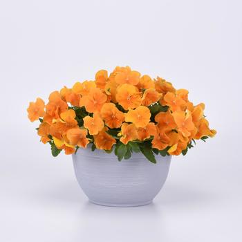 Viola x wittrockiana Top Wave&trade; '' (326241)