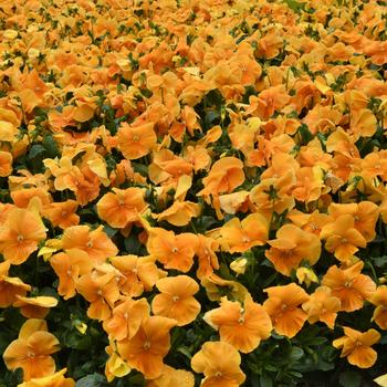 Viola x wittrockiana Top Wave&trade; '' (326242)