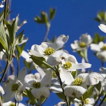 Cornus florida 'Super Princess'
