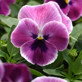 Viola x wittrockiana Top Wave&trade; '' (326244)