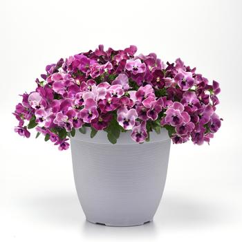 Viola x wittrockiana Top Wave&trade; '' (326245)