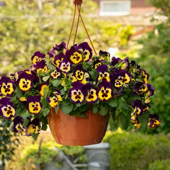 Viola x wittrockiana Top Wave&trade; '' (326247)