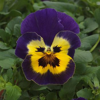 Viola x wittrockiana Top Wave&trade; '' (326248)