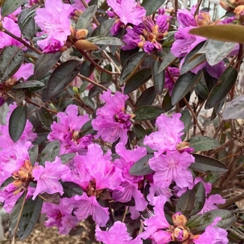 Rhododendron 'PJM Elite Star'