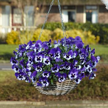 Viola x wittrockiana Top Wave&trade; '' (326250)