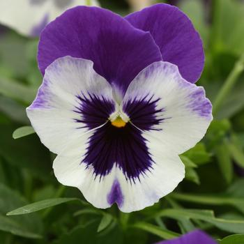 Viola x wittrockiana Top Wave&trade; '' (326251)