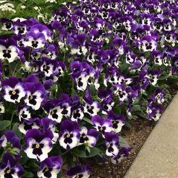 Viola x wittrockiana Top Wave&trade; '' (326252)