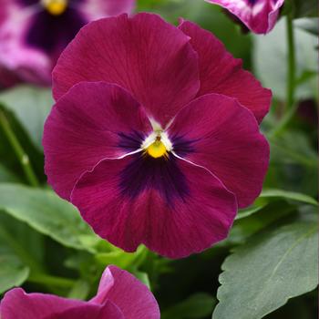 Viola x wittrockiana Top Wave&trade; '' (326254)