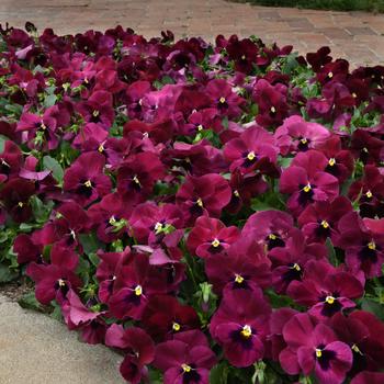 Viola x wittrockiana Top Wave&trade; '' (326256)