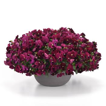 Viola x wittrockiana Top Wave&trade; '' (326257)