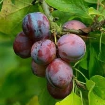 Prunus salicina