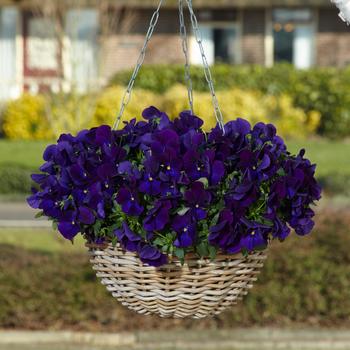 Viola x wittrockiana Top Wave&trade; '' (326259)