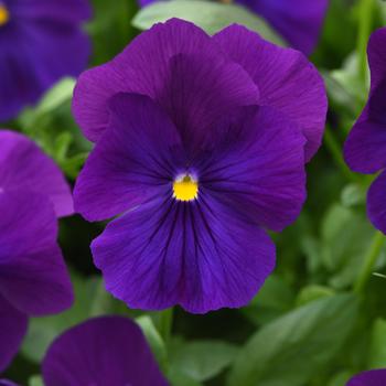 Viola x wittrockiana Top Wave&trade; '' (326260)