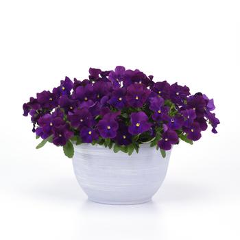 Viola x wittrockiana Top Wave&trade; '' (326261)