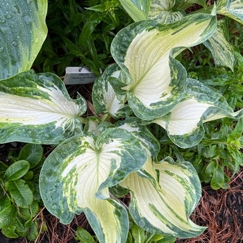 Hosta 'Frog in my Throat' 
