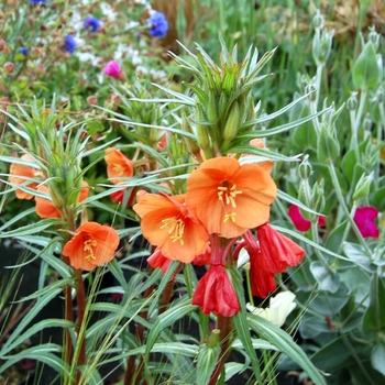 Oenothera versicolor 'Sunset Boulevard' 