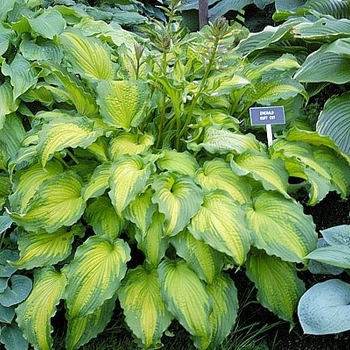 Hosta 'Emerald Ruff Cut'