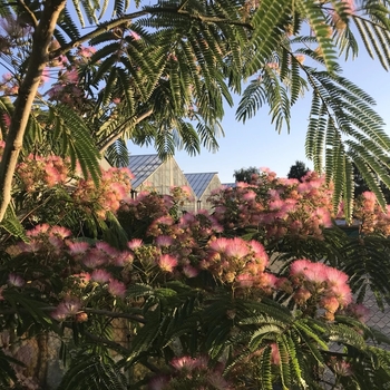 Albizia julibrissin 'Tropical Dream' 