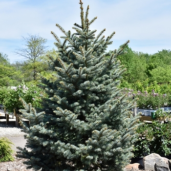 Picea pungens 'Bakeri' 